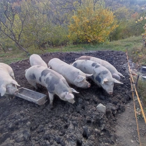 Porci caută casă  - imagine 5
