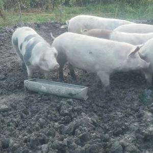 Porci caută casă 