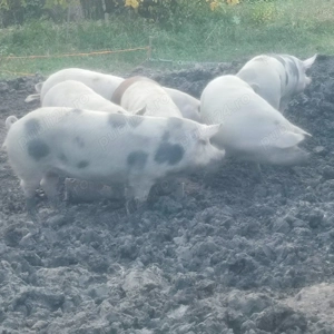 Porci caută casă  - imagine 3