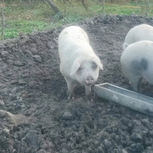 Porci caută casă  - imagine 4