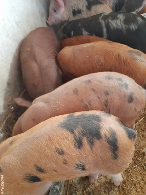 purcei petreni 220 lei - imagine 5 purcei petreni 220 lei - imagine 5