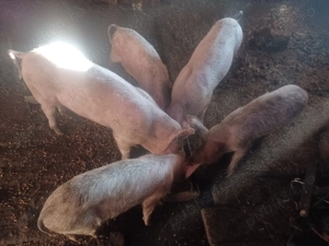 Purcei de casa - imagine 2 Purcei de casa - imagine 2