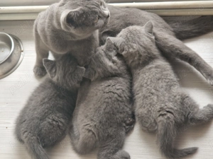 Motanel british Shorthair blue - imagine 3 Motanel british Shorthair blue - imagine 3