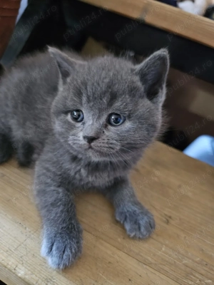 Motanel british Shorthair blue - imagine 2 Motanel british Shorthair blue - imagine 2