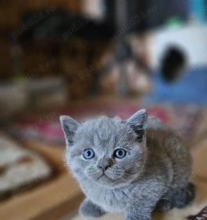 Motanel british Shorthair blue - imagine 4 Motanel british Shorthair blue - imagine 4