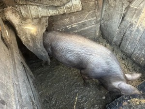 Vând porci de rasă 