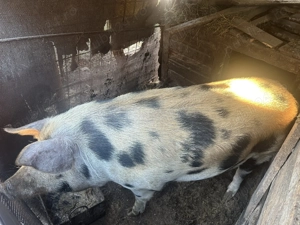 Vând porci de rasă  - imagine 3
