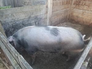 Scroafa de aproximativ 300kg - imagine 3