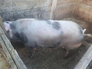 Scroafa de aproximativ 300kg