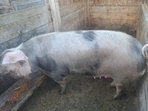 Scroafa de aproximativ 300kg - imagine 2