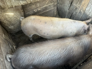 Vând porci de rasă  - imagine 4