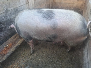 Scroafa de aproximativ 300kg - imagine 4