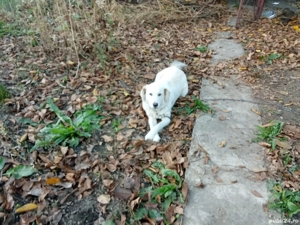 cățelușă Golden Retriever