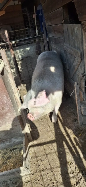 Porc de vânzare 