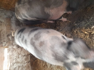 Porci de carne Petran belgian și duroc - imagine 3