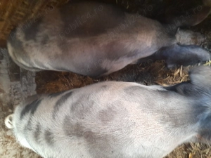 Porci de carne Petran belgian și duroc - imagine 4