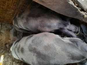 Porci de carne Petran belgian și duroc - imagine 2