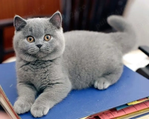 Puiuti British Shorthair  si ScottishFold. Cel mai frumos cadou pentru cei dragi!