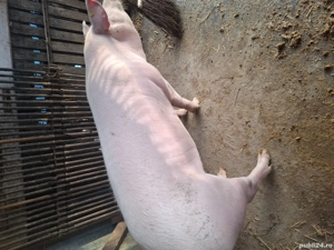 vînd porci - imagine 4