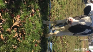 vand vitel de 4 saptamani pret 1800 - imagine 2 vand vitel de 4 saptamani pret 1800 - imagine 2