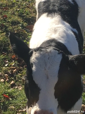 vand vitel de 4 saptamani pret 1800 - imagine 3 vand vitel de 4 saptamani pret 1800 - imagine 3