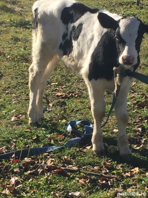 vand vitel de 4 saptamani pret 1800 - imagine 4 vand vitel de 4 saptamani pret 1800 - imagine 4