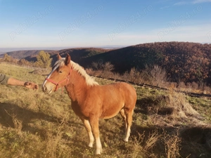 Mânz tânăr de 6 luni