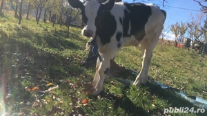 vand vitel de 4 saptamani pret 1850