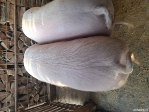 vînd porci - imagine 2