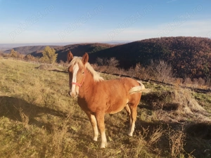 Mânz tânăr de 6 luni - imagine 4