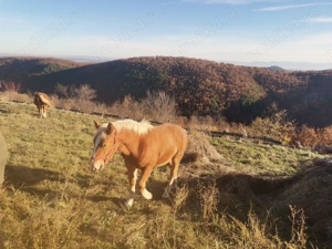 Mânz tânăr de 6 luni - imagine 3