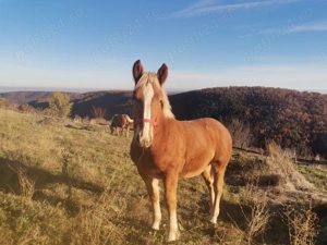 Mânz tânăr de 6 luni - imagine 2