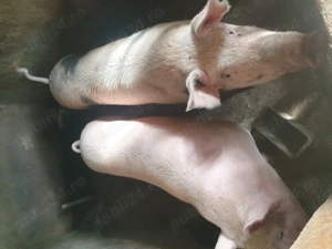 Porc aproximativ 130kg