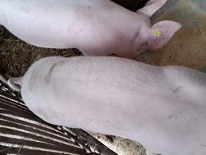 Porcii crescuți bio 65-70kg