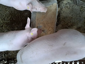 Porcii crescuți bio 65-70kg - imagine 2