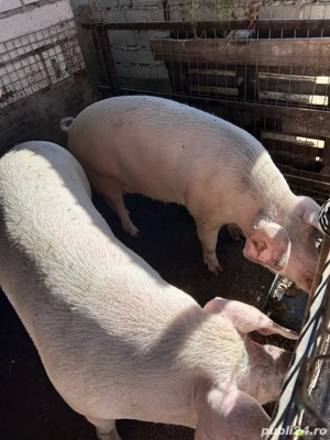 Vand porc  - imagine 2 Vand porc  - imagine 2