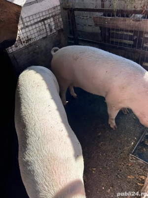 Vand porc  - imagine 3 Vand porc  - imagine 3