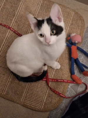 Adoptie motanel Bucuresti