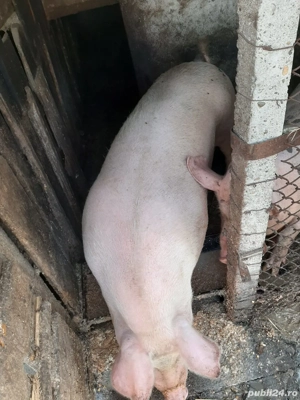 Vand 1 porc si o purcea - imagine 5