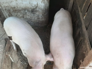 Vand 1 porc si o purcea - imagine 3