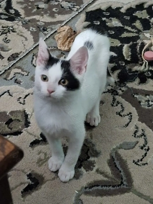 Adopție pisoi 4-5 luni Bucuresti - imagine 4