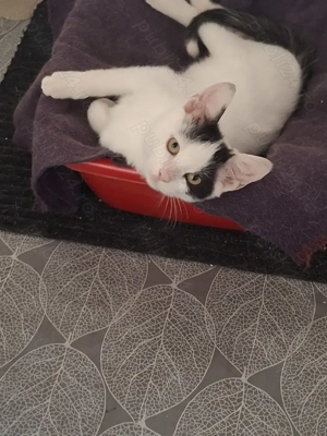 Adopție pisoi 4-5 luni Bucuresti - imagine 3