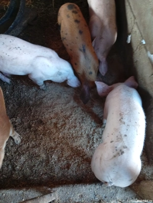 grăsuni de vanzare asigur transport 