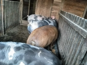 mangalita de sacrificat