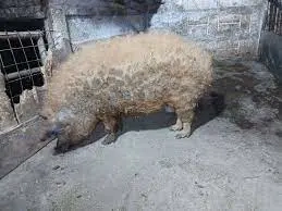 mangalita de sacrificat - imagine 2 mangalita de sacrificat - imagine 2