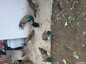 Vănd 2 păunite  - imagine 3