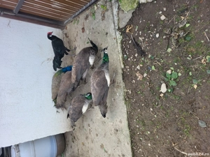 Vănd 2 păunite  - imagine 2