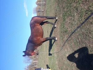 Vand Iapă  - imagine 3