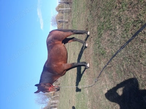 Vand Iapă  - imagine 2