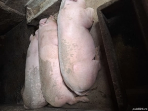 vînd porci - imagine 2
